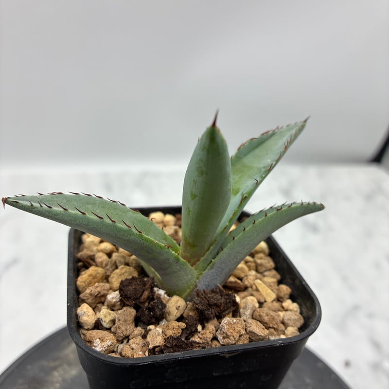 黒火焔x血雨雷神（Lize血統）子株 抜き苗発送（送料込み） | AgaveLives