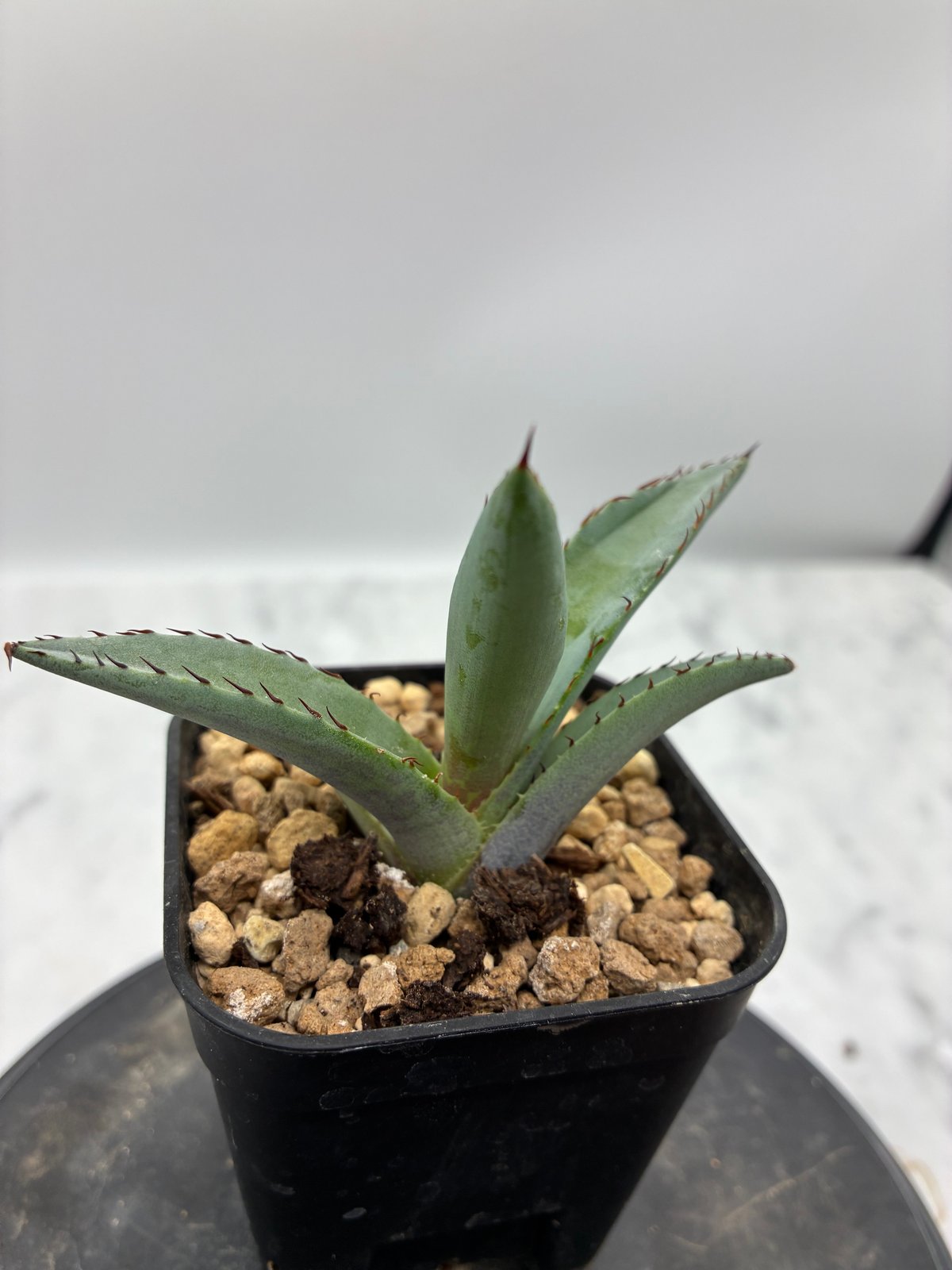 黒火焔x血雨雷神（Lize血統）子株 抜き苗発送（送料込み） | AgaveLives