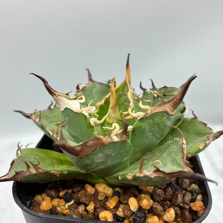 CATEGORY Agave | AgaveLives