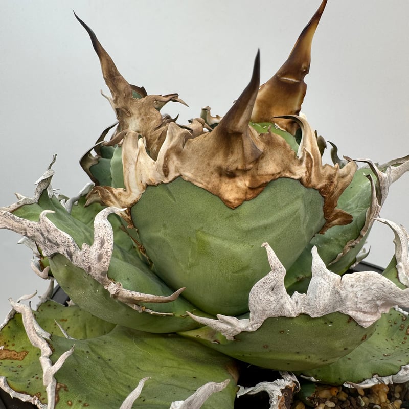 Agave Titanota シーザー子株(Lize血統) 未発根 | AgaveLives