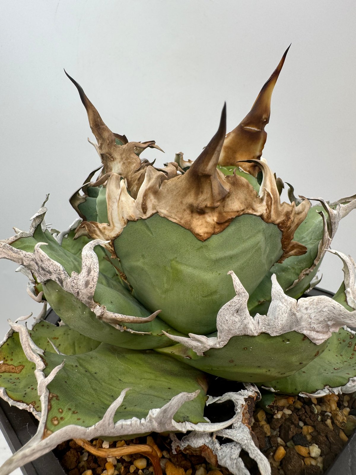 Agave Titanota シーザー子株(Lize血統) 未発根 | AgaveLives