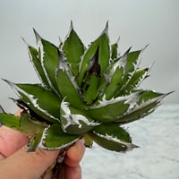 ホリダx笹之雪　子株②(Lize血統)　未発根
