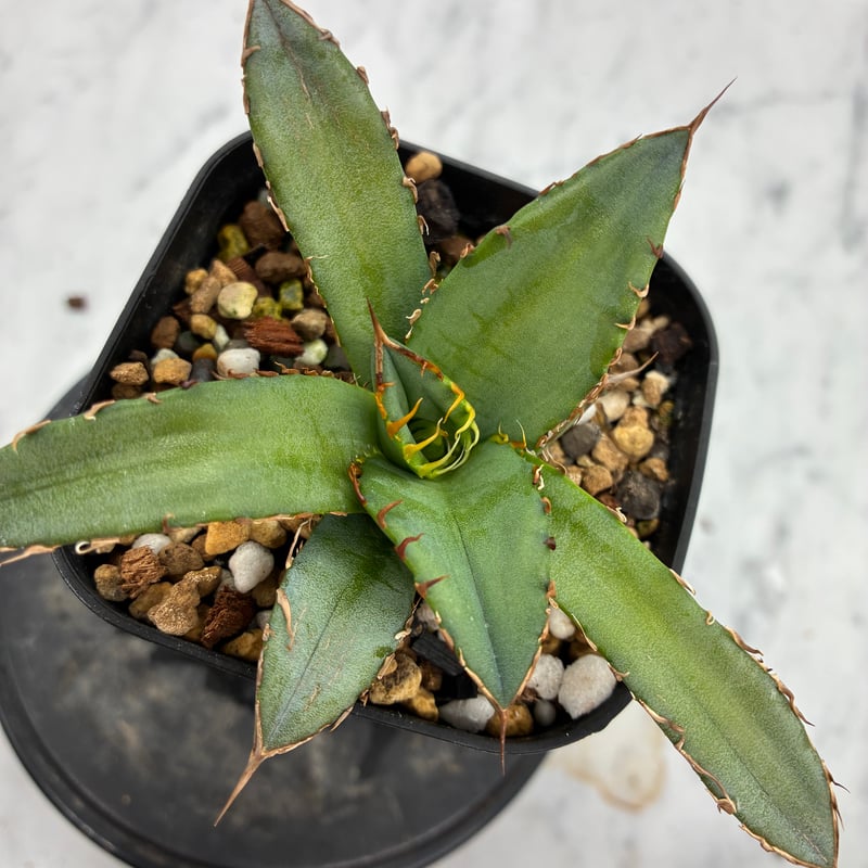 Agave Oteroi子株②（オアハカ産）鉢植え発送 | AgaveLives