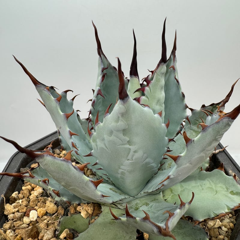 激怒甲蟹x屈原舞扇（激怒之舞） No.36子株(Lize血統) 抜き苗発送