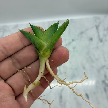 キシロハイブリッド　子株①(Lize血統) 抜き苗発送