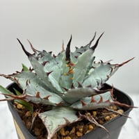 Agave titanota シーザー子株③(Lize血統) 抜き苗発送 | AgaveLives