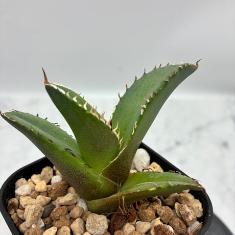 Agave titanota 鯊魚剣①(Lize血統) 　抜き苗発送
