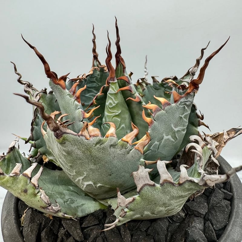 【親株】LIZE血統　流星　子株6つ付き 親株】LIZE血統 流星 子株6つ付き lize血統）流星 ベアルート子株