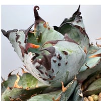 Agave Titanota 大白鯊(Lize血統)の子株 未発根 | AgaveLives