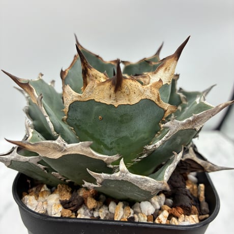 斑入りオアハカ 子株 発根済 ITEM | AgaveLives