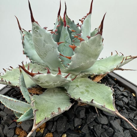 アガベ ハイブリッド ラプター 子株① アガベ ラプター 子株