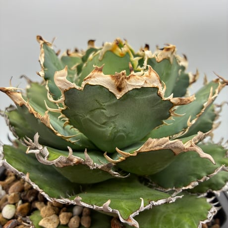 フィリグリー　親株 Agave titanota フィリグリー子株①（US産）抜き苗発送 | AgaveLives