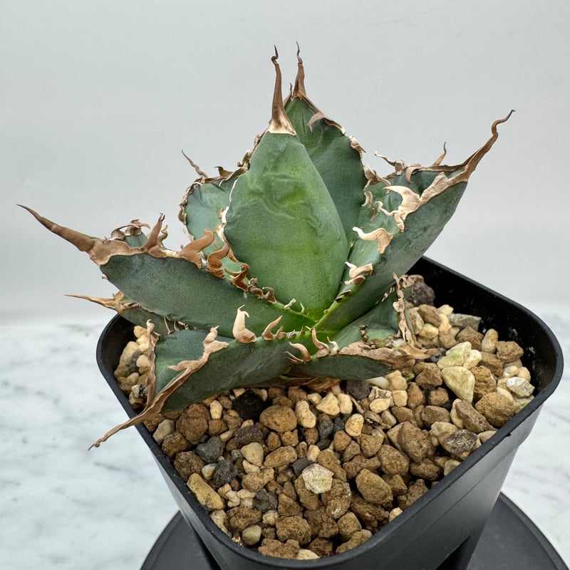 いくやん様専用アガベ チタノタ 皇冠 lize血統 【公式通販】