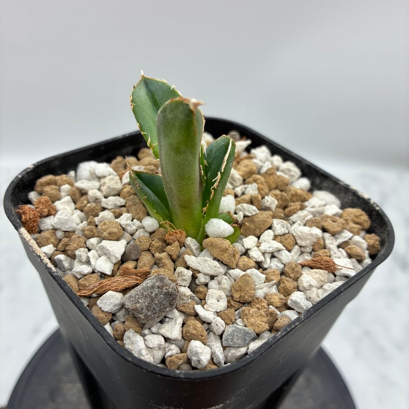 Agave Titanota 大白鯊(Lize血統)の子株② 未発根 | AgaveLives