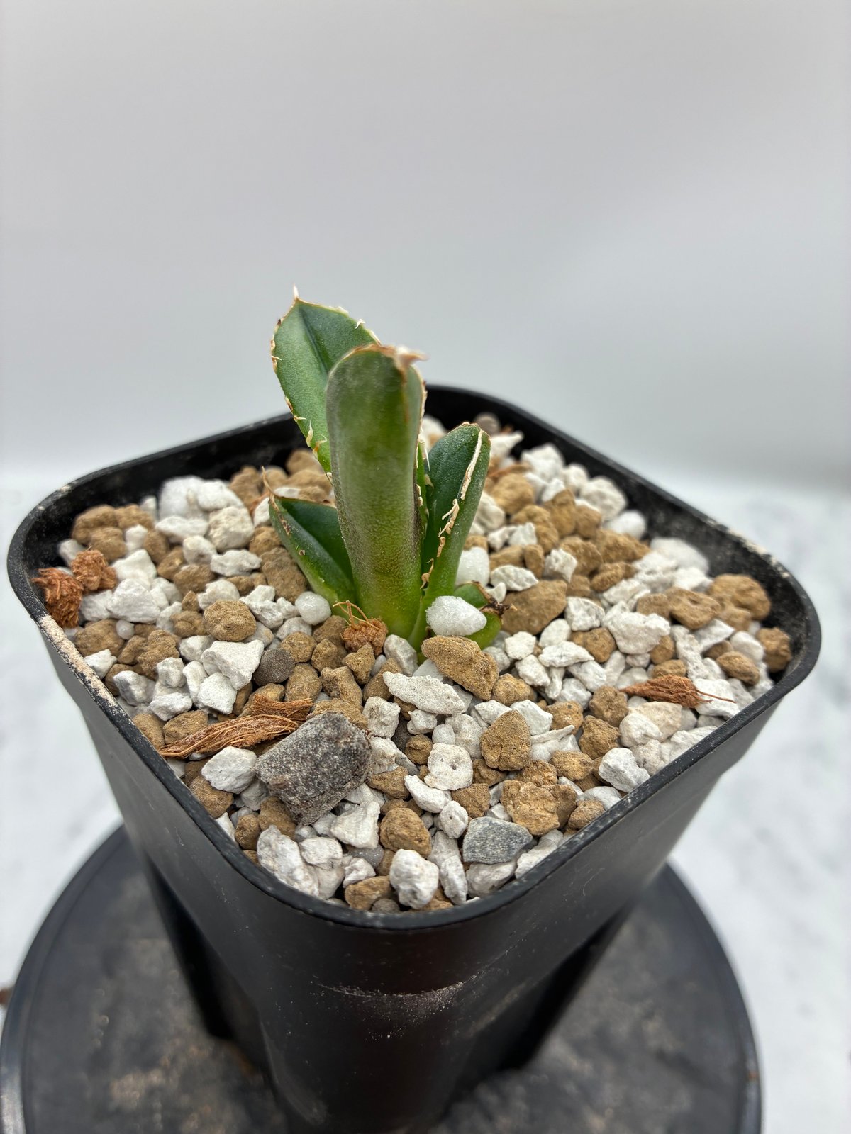 Agave Titanota 大白鯊(Lize血統)の子株② 未発根 | AgaveLives