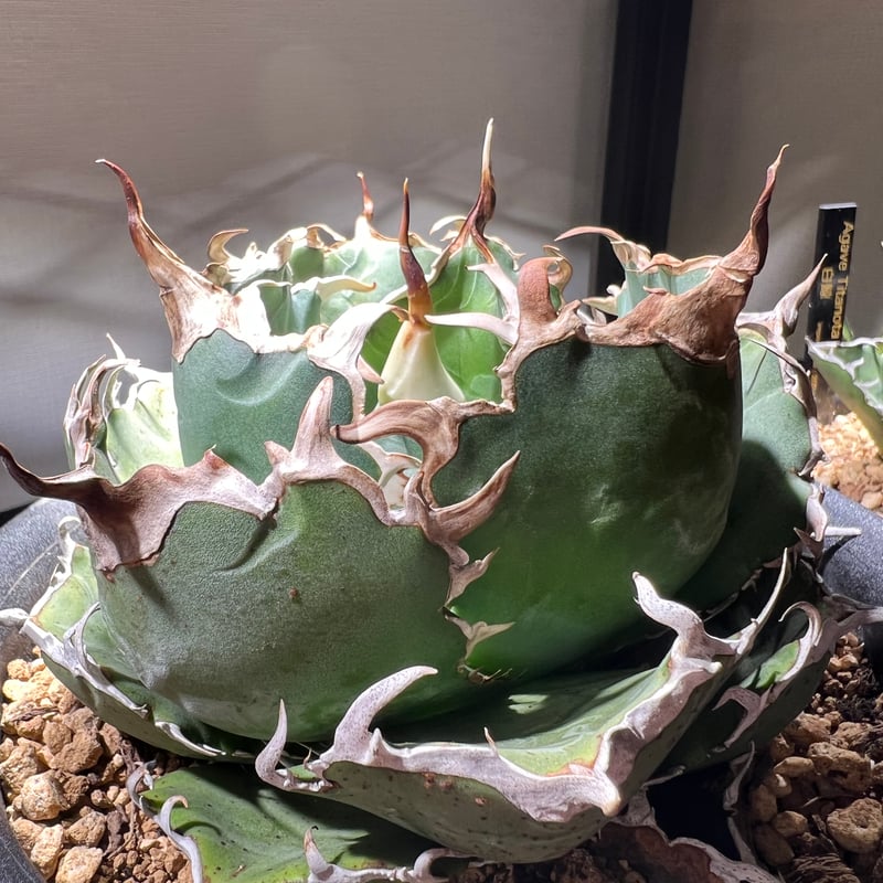 アガベ　イタリアメリクロン 先日のイタリアメリクロン、沢山のお問合せありがとうご