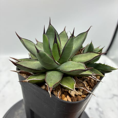 希少】agavelives Royal産 OC株 トリケラトプス 子株 アガベ Agave