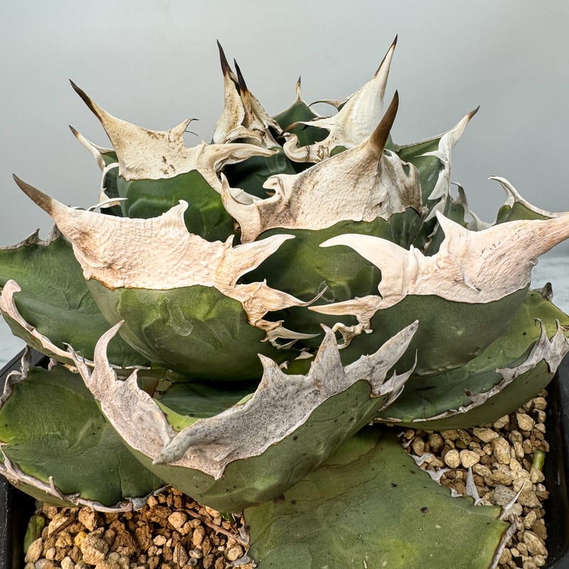 Agave titanota SAD(南アフリカダイヤモンド)子株 | AgaveLives
