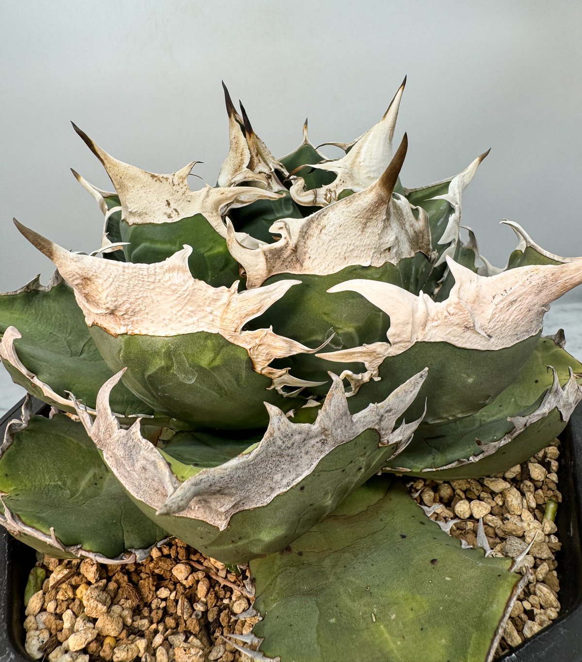 南アフリカダイヤモンド　OC 親株　発根済 南アフリカダイヤモンド OC 親株 発根済 南アフリカダイヤモンド OC