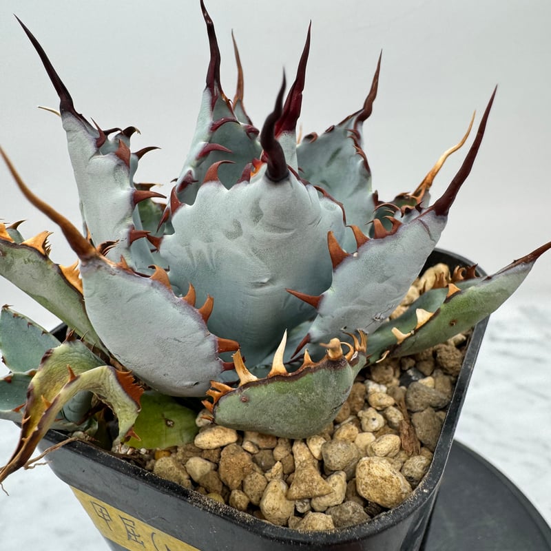 甲蟹 x 屈原舞扇（No.???)の 子株 （Lize血統）抜き苗発送 | AgaveLives