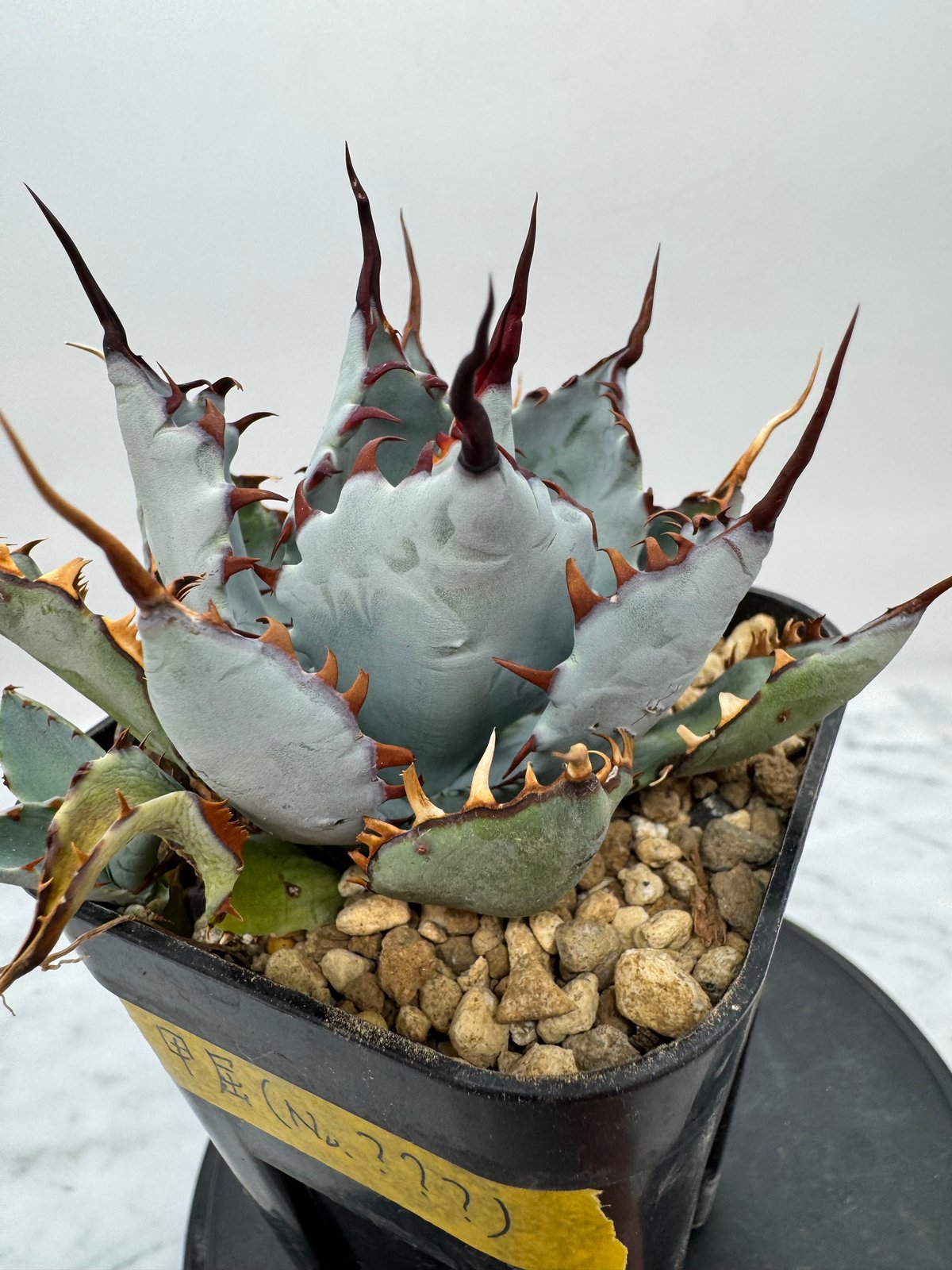 【クローバー】鉢ごと発送　子株付き　甲蟹×屈原の舞扇 甲蟹 x 屈原舞扇（No.???)の 子株 （Lize血統）抜き苗発送