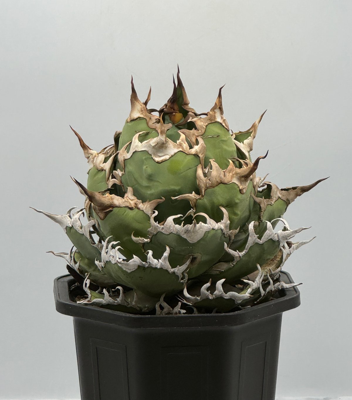 アガベ チタノタ シーザー Lize産 同血統子株 アガベ チタノタ