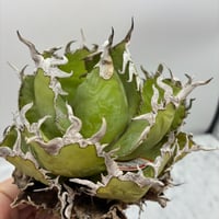 Agave titanota フィリグリー子株①(Lize血統) 未発根