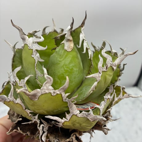 CATEGORY Agave | AgaveLives