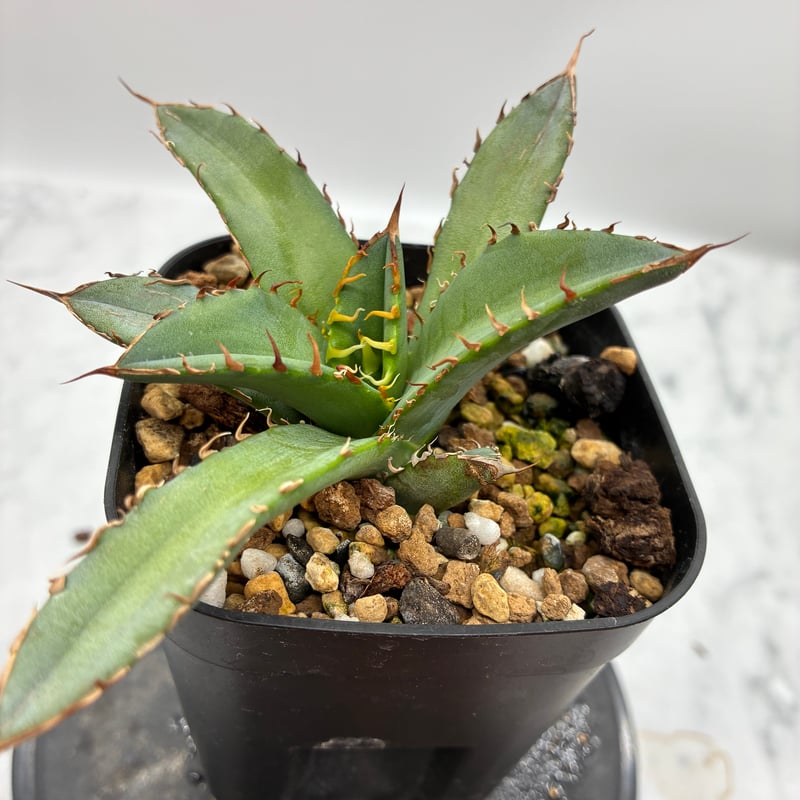 Agave Oteroi子株②（オアハカ産）鉢植え発送 | AgaveLives