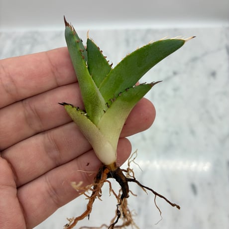 キシロハイブリッド　子株③(Lize血統) 抜き苗発送