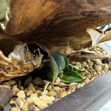 Agave titanota ロブスター子株(Lize血統) 　抜き苗発送