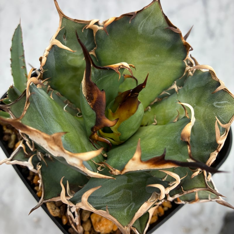 Agave Oteroi子株②（オアハカ産）鉢植え発送 | AgaveLives