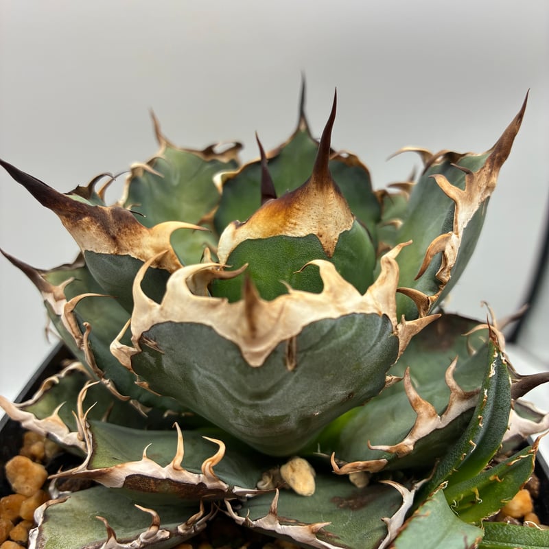 オアハカ オテロイ 超選抜 LUM 子株 オアハカ オテロイ 超選抜 LUM 子株 Agave Oteroi子株①（オアハカ産