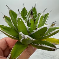 アガベチタノタ 大白鯊 OC子株 (未発根) アガベチタノタ 大白鯊 OC子株 (未発根)