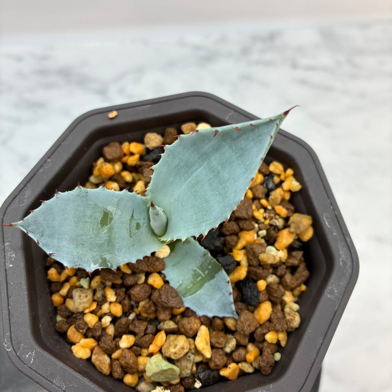 アガベ甲蟹×屈原 子株 アガベ ハイブリッド 激怒甲蟹×屈原の舞扇 子株① - メルカリ