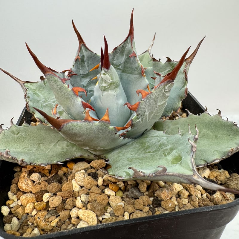 アガベ 甲蟹x屈原舞扇 発根済 ハイブリッド オマケ付き アガベ