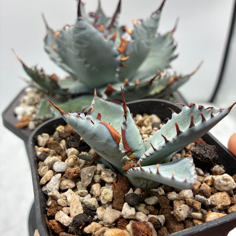 甲蟹x屈原舞扇 No.42子株(Lize血統、第4世代子株) 抜き苗発送 | AgaveLives