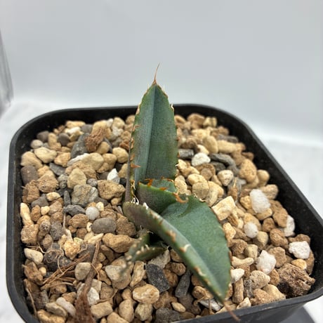 Agave titanota 狂刺夕映子株(Lize血統) 抜き苗発送