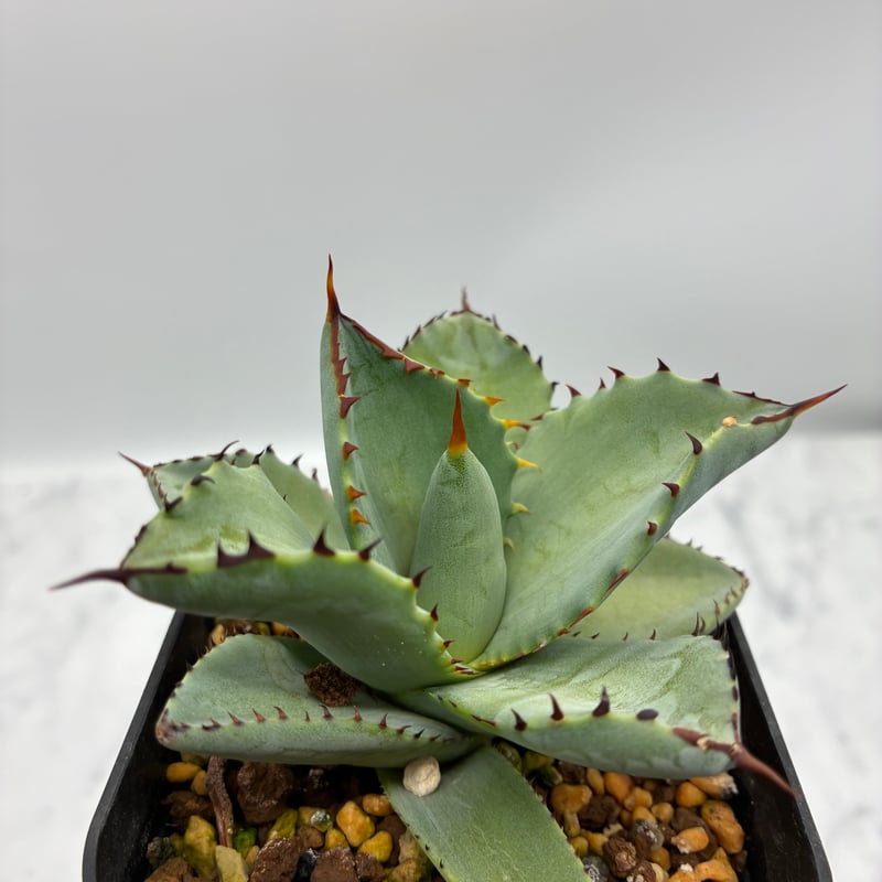 黒火焔x瀧之白絲子株②(Lize血統) 抜き苗発送 | AgaveLives