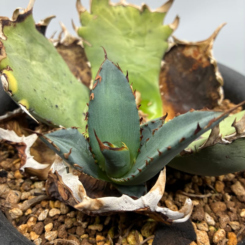 【DRAGON AGAVE産】AGAVE TITANOTA 火鳳凰 OC株 DRAGON AGAVE産】AGAVE TITANOTA 火鳳凰 OC株 DRAGON AGAVE産】AGAVE