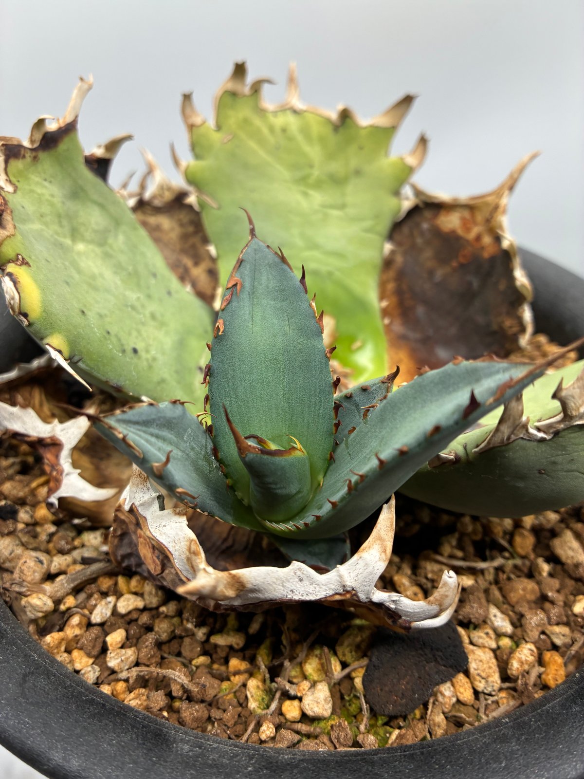 Agave Titanota 鳳凰 子株(Lize血統) 未発根 | AgaveLives
