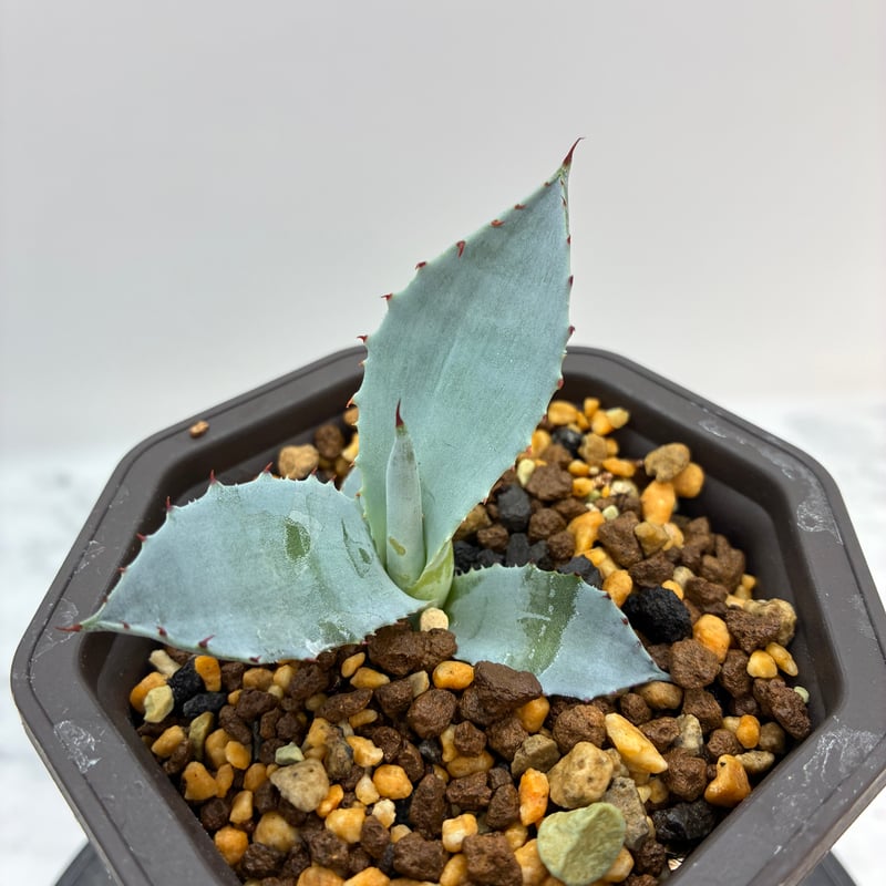 激怒甲蟹x屈原舞扇（激怒之舞） No.42子株(Lize血統) 抜き苗発送