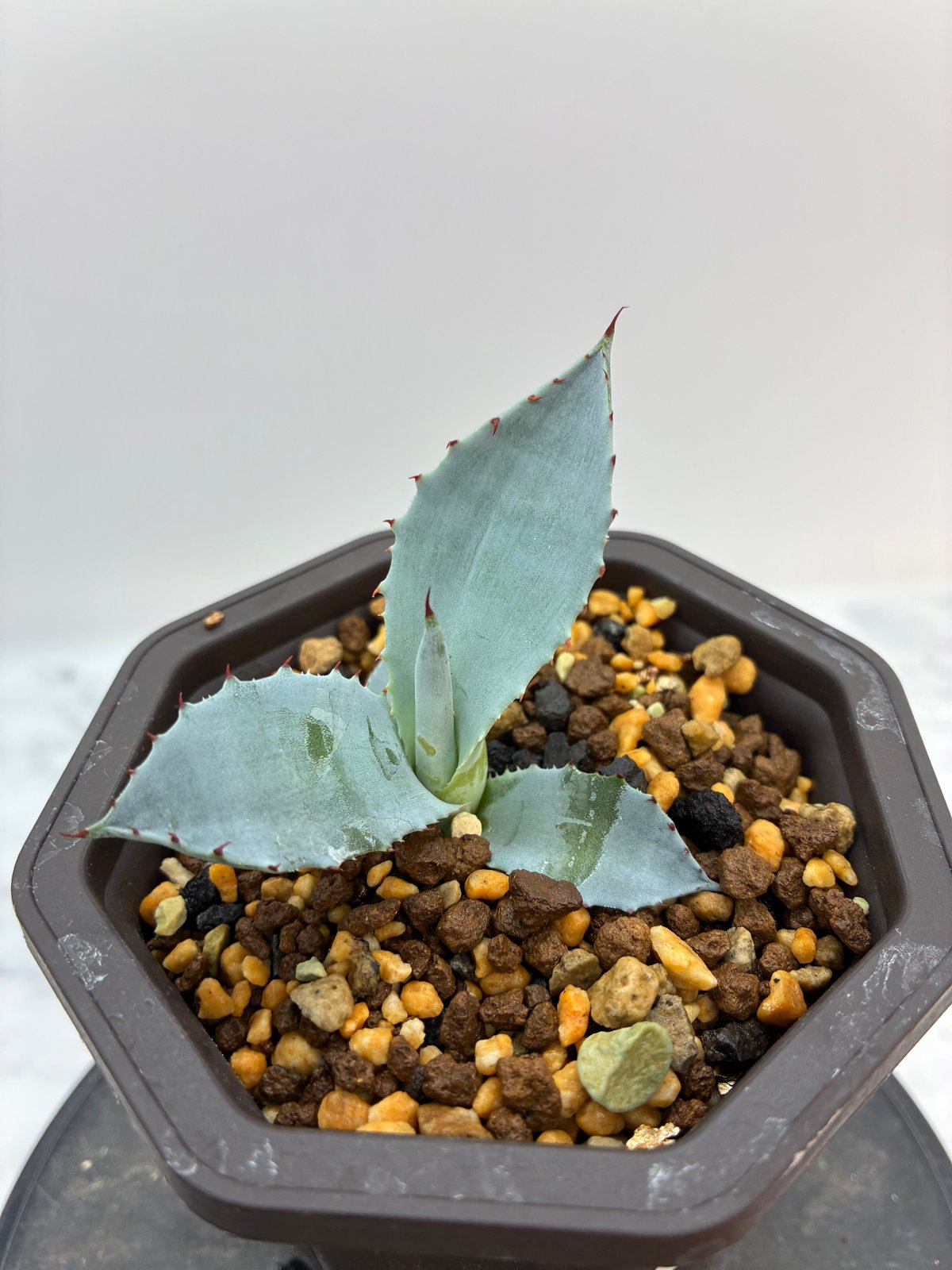 激怒甲蟹x屈原舞扇（激怒之舞） No.42子株(Lize血統) 抜き苗発送