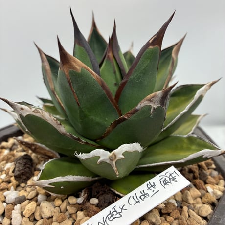 CATEGORY Agave | AgaveLives