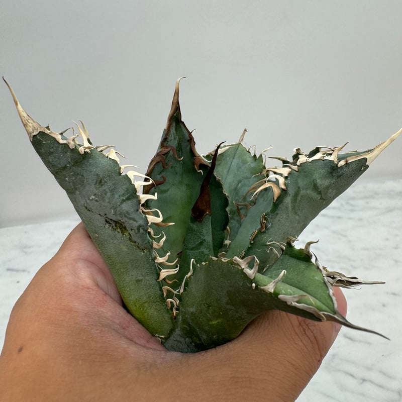 ☆A-19 中サイズ アガベ 心細 オアハカ オテロイ ワイルド株 ベアルート 