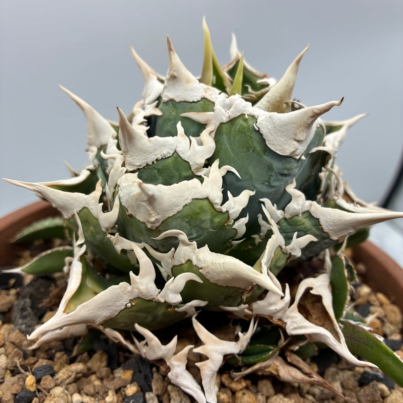 Lize血統　大白鯊　子株2株セット！ Agave Titanota 大白鯊(Lize血統)の子株② 未発根 | AgaveLives