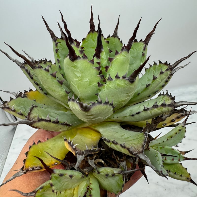 ①アガベ イリュージョン ボビコルヌータxピグマエア Hidden agave