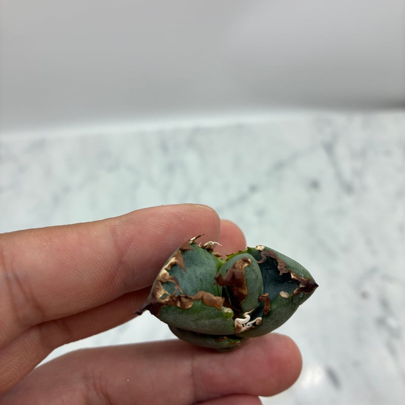 Agave titanota SAD(南アフリカダイヤモンド)子株② 未発根