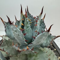 く*ろ様 lize血統　大白鯊　子株　訳あり Agave Titanota 大白鯊(Lize血統)の子株 未発根 | AgaveLives
