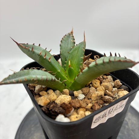 Agave Titanota 姫厳龍子株① Lize血統 抜き苗発送